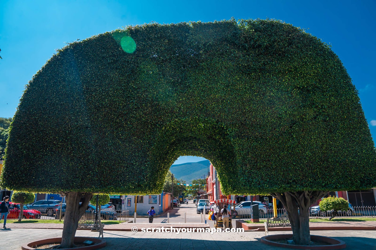 tree arch in Santa Maria del Tule - Visiting el Arbol del Tule, Oaxaca