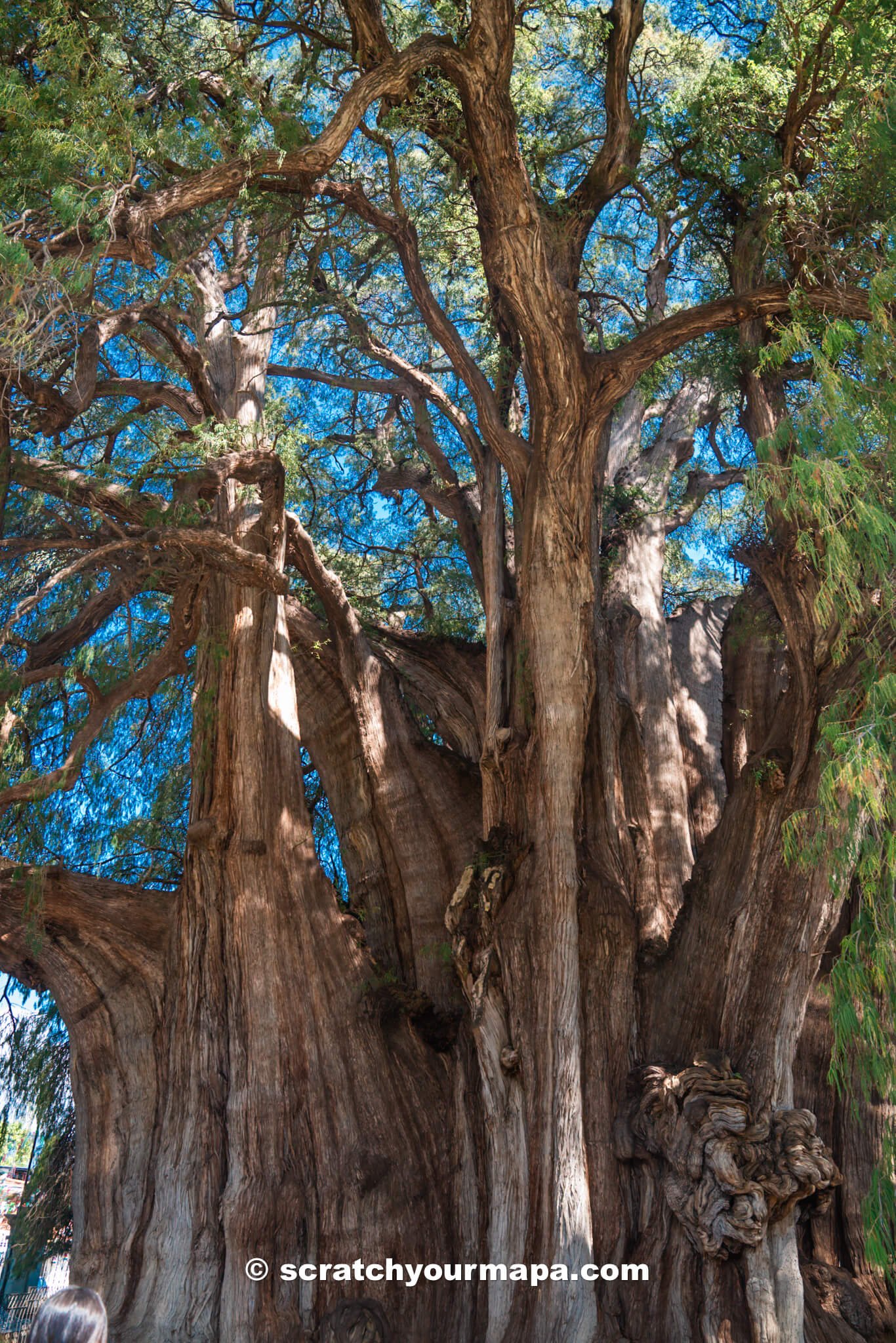 Visiting Arbol del Tule, Oaxaca