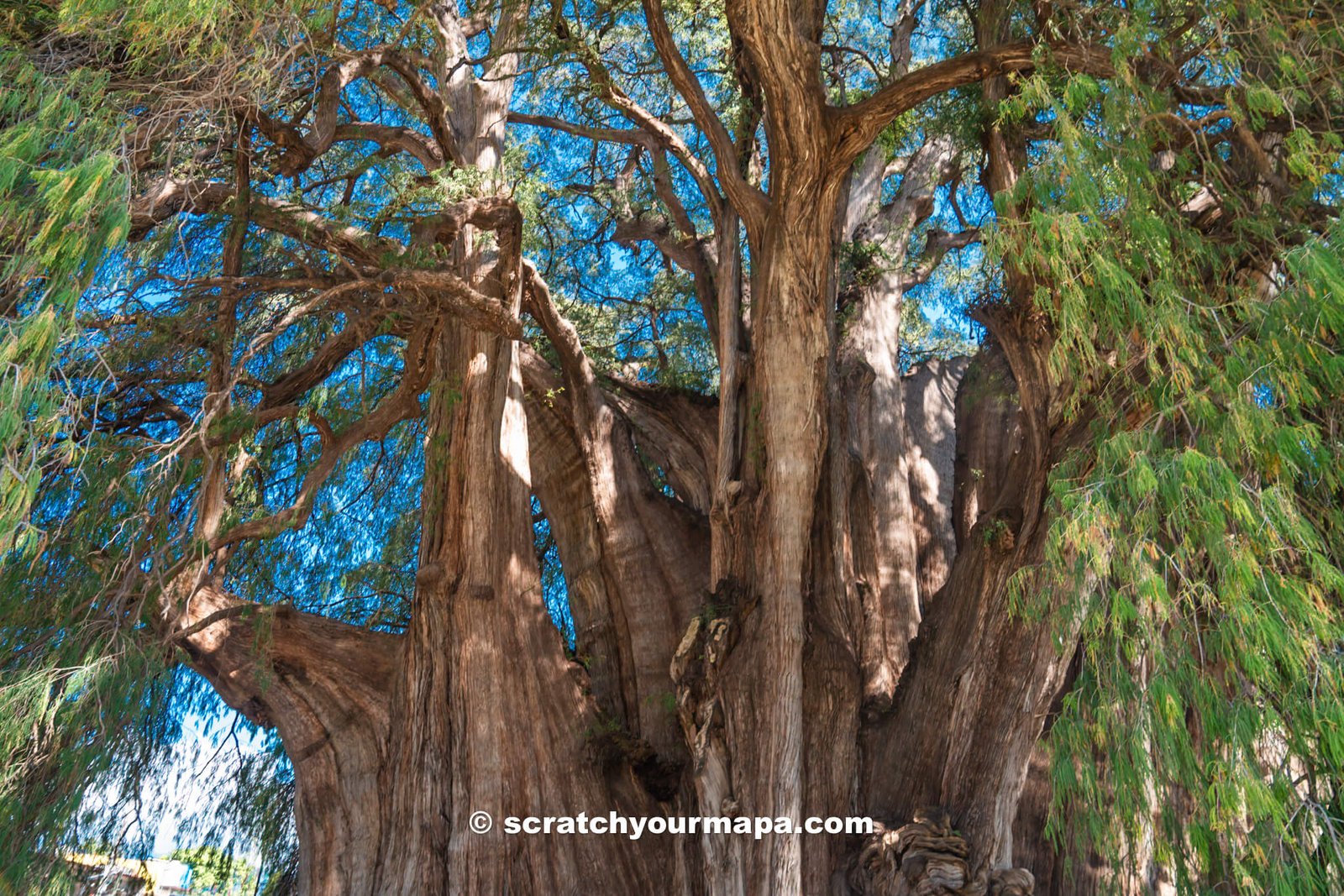 Visiting el Arbol del Tule, Oaxaca, the widest tree in Mexico