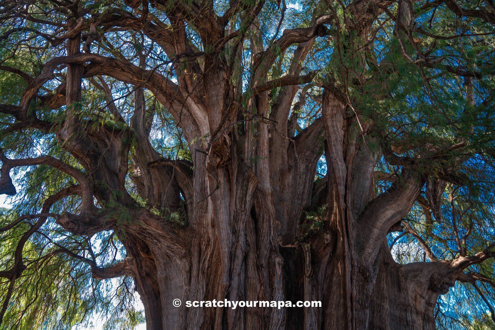 Visiting el Arbol del Tule, Oaxaca