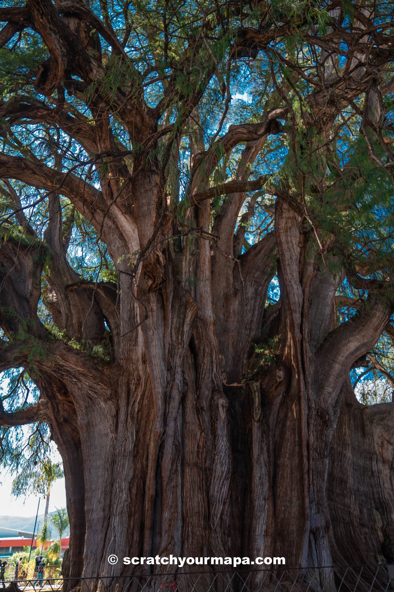 Visiting Arbol del Tule, Oaxaca