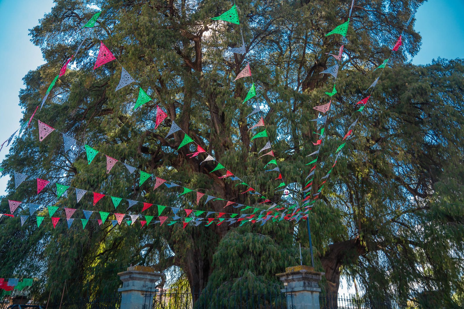 Visiting el Arbol del Tule, Oaxaca