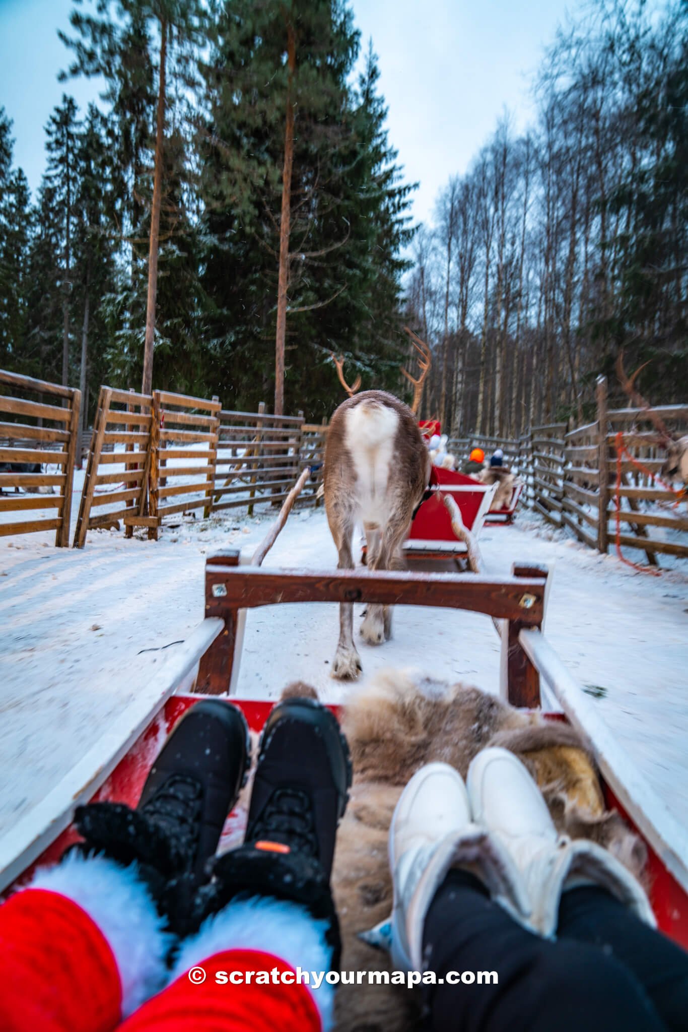 reindeer sleigh ride, things to do in Rovaniemi