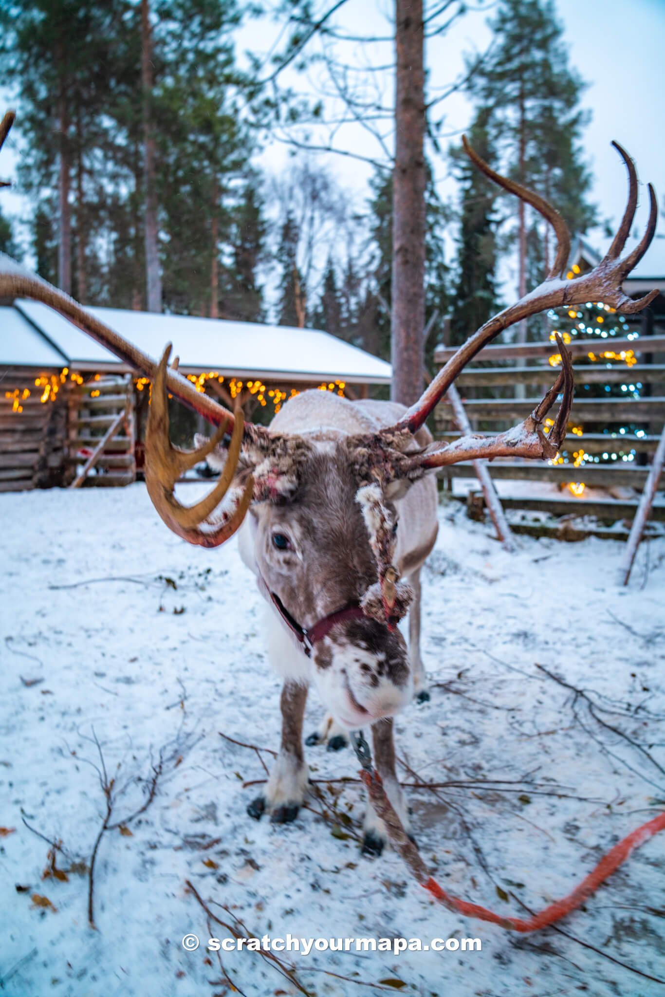 reindeer sleigh ride, top things to do in Rovaniemi, Finland