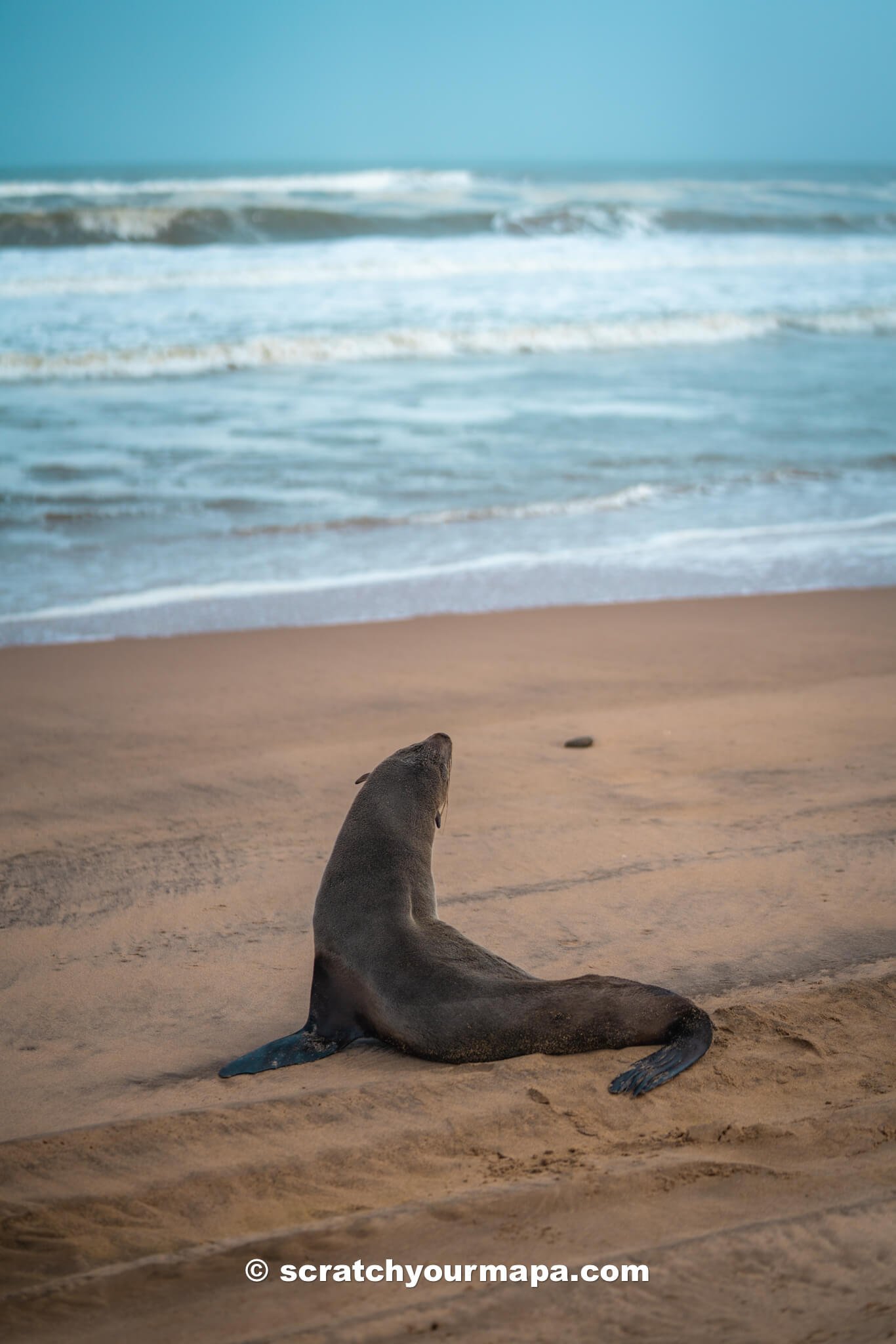 seal at Sandwich Harbor, Namibia