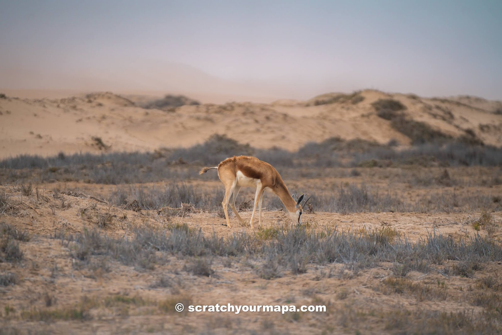 Impala at Sandwich Harbor, Namibia