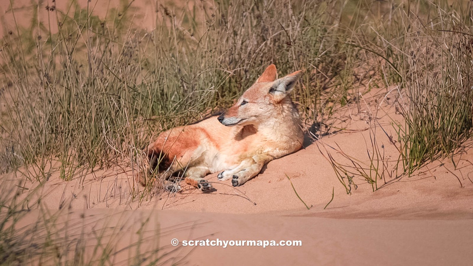 fox at Sandwich Harbor, Namibia