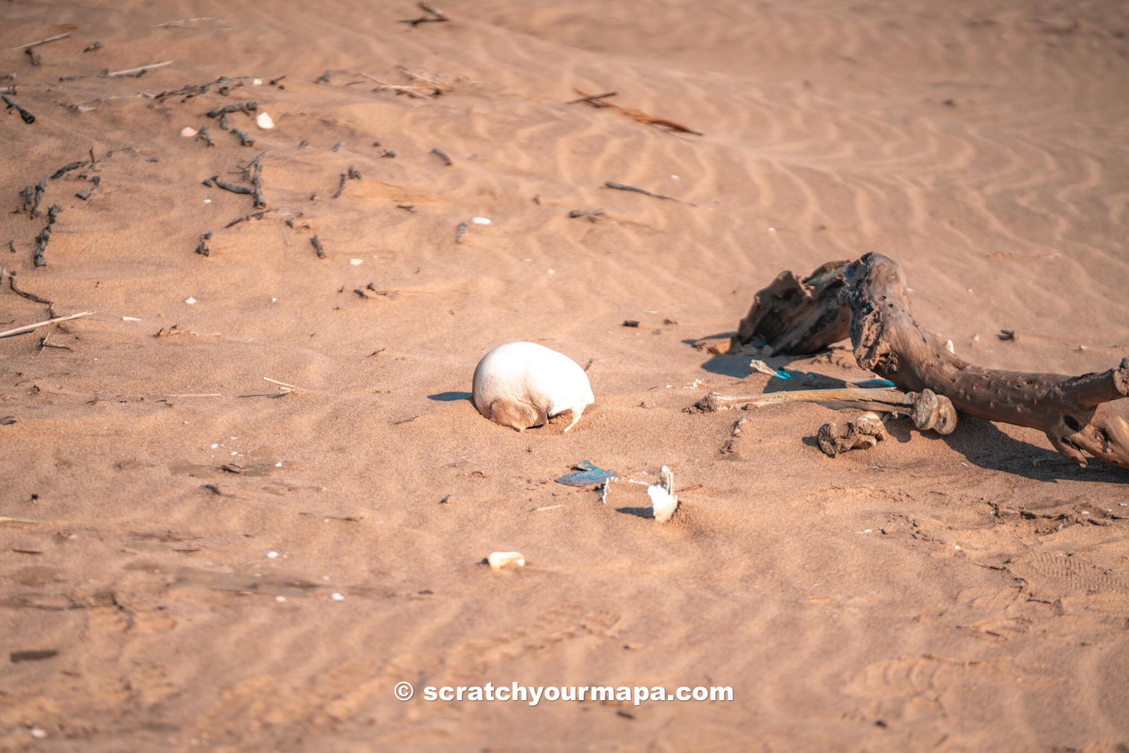 skull in the sand at Sandwich Harbor