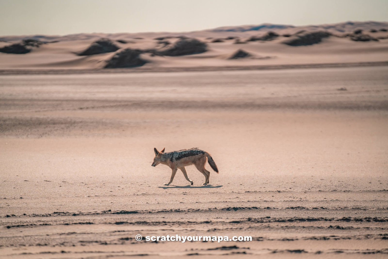 wild dog at Sandwich Harbor, Namibia