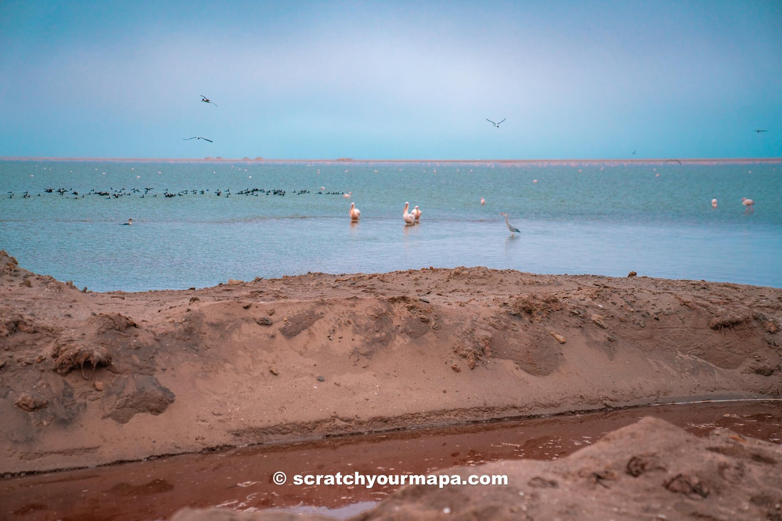 flamingos at Walvis Bay