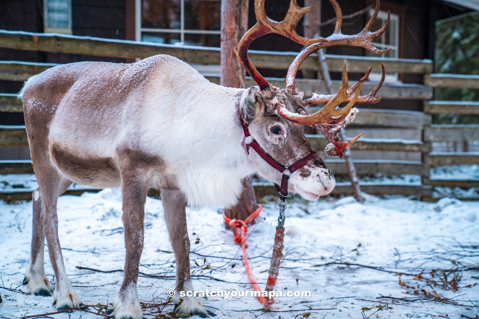 reindeer sleigh ride, things to do in Rovaniemi