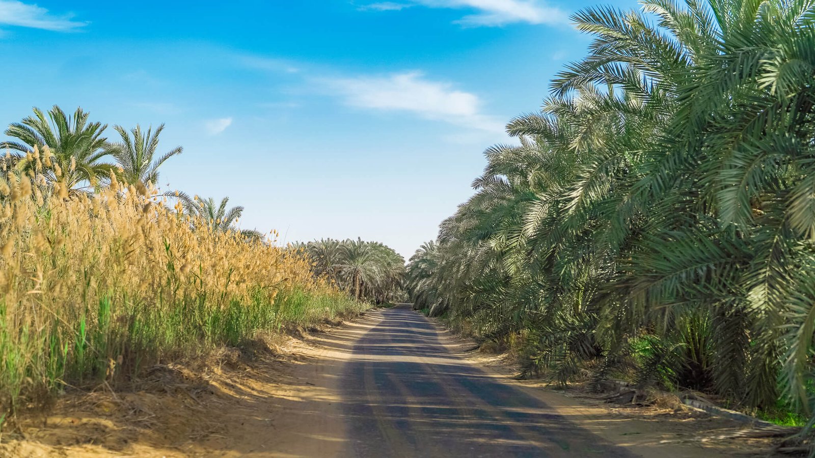 driving in Egypt