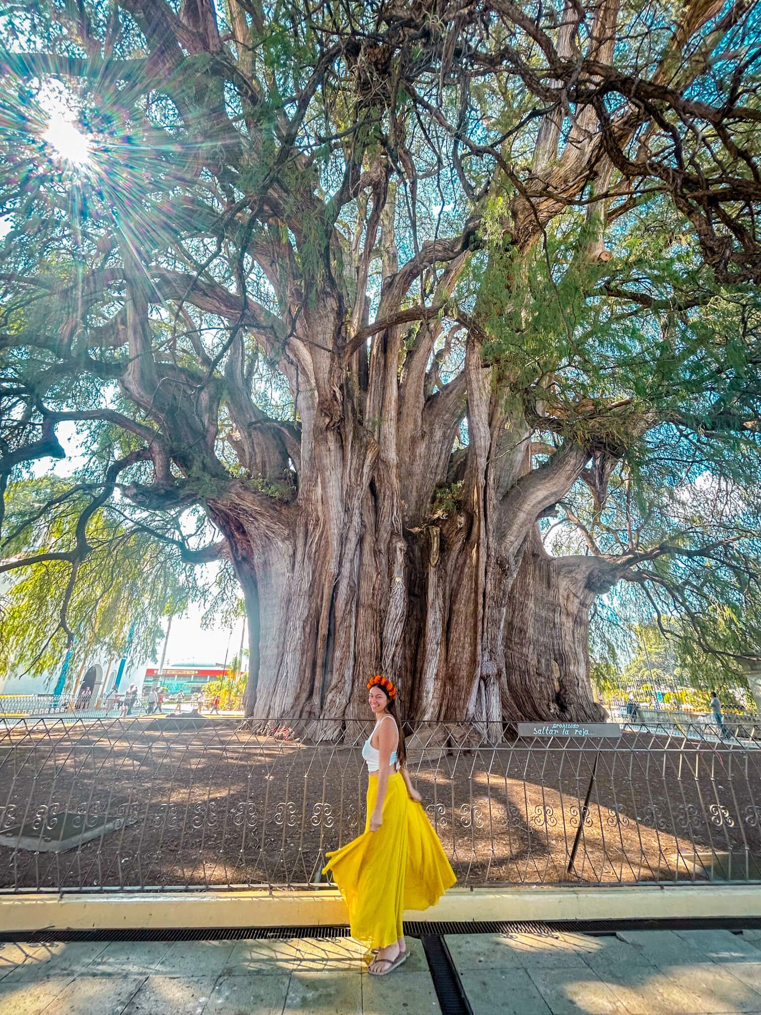 Arbol del Tule, Oaxaca