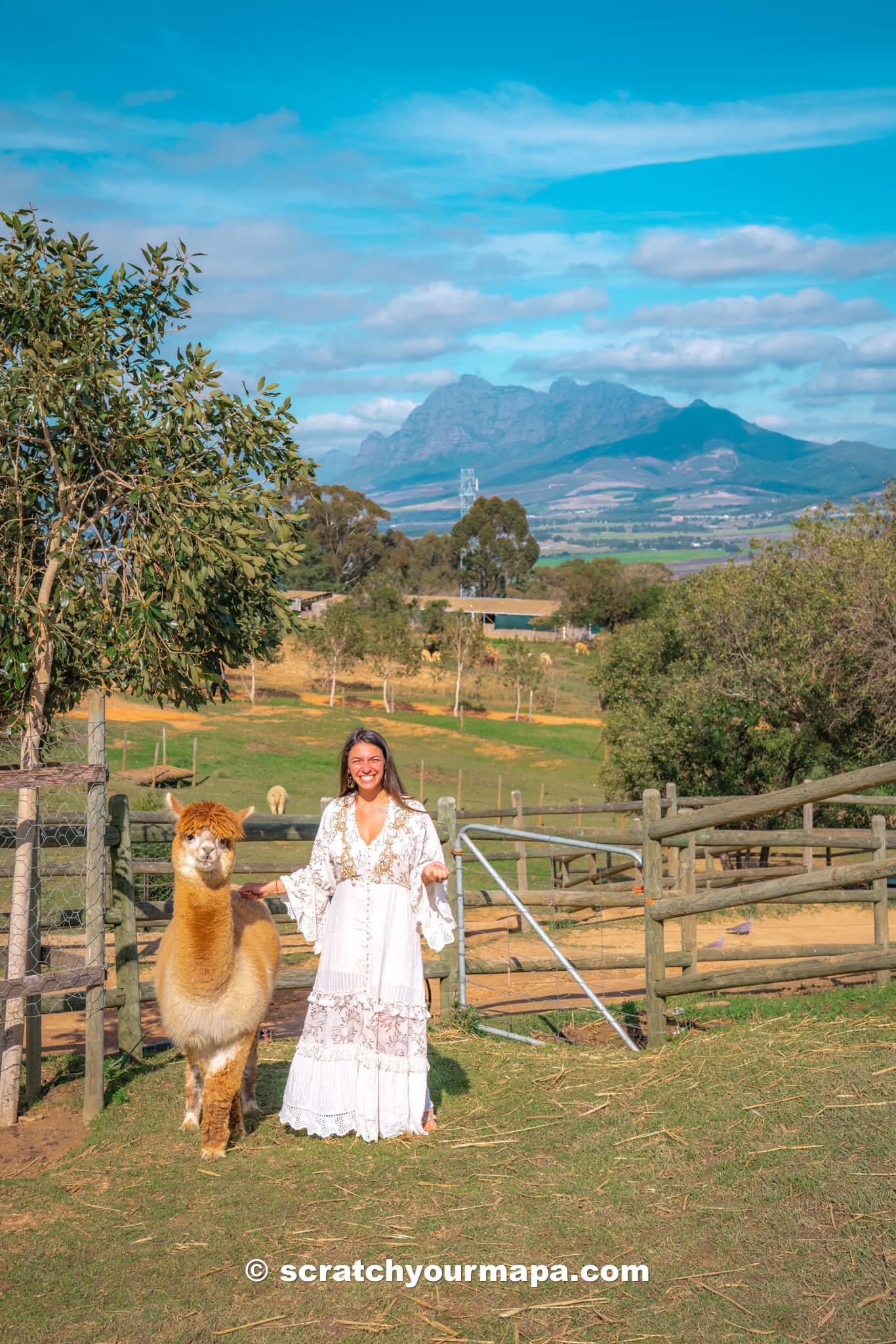 Alpaca Loom farm, best things to do in Cape Town, South Africa