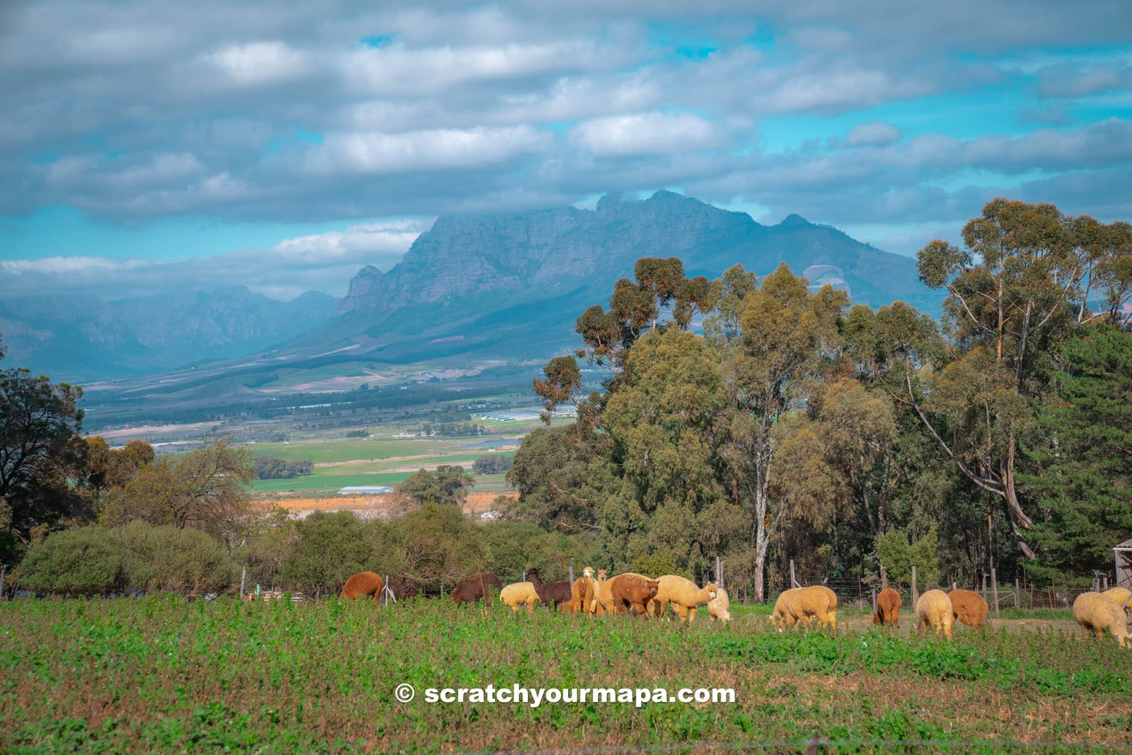 Alpaca Loom farm, best things to do in Cape Town, South Africa