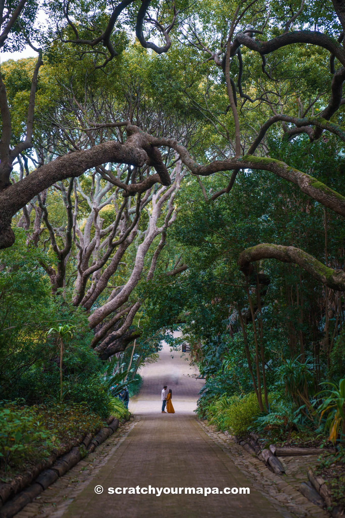 Kirstenbosch Botanical Gardens, best things to do in Cape Town, South Africa