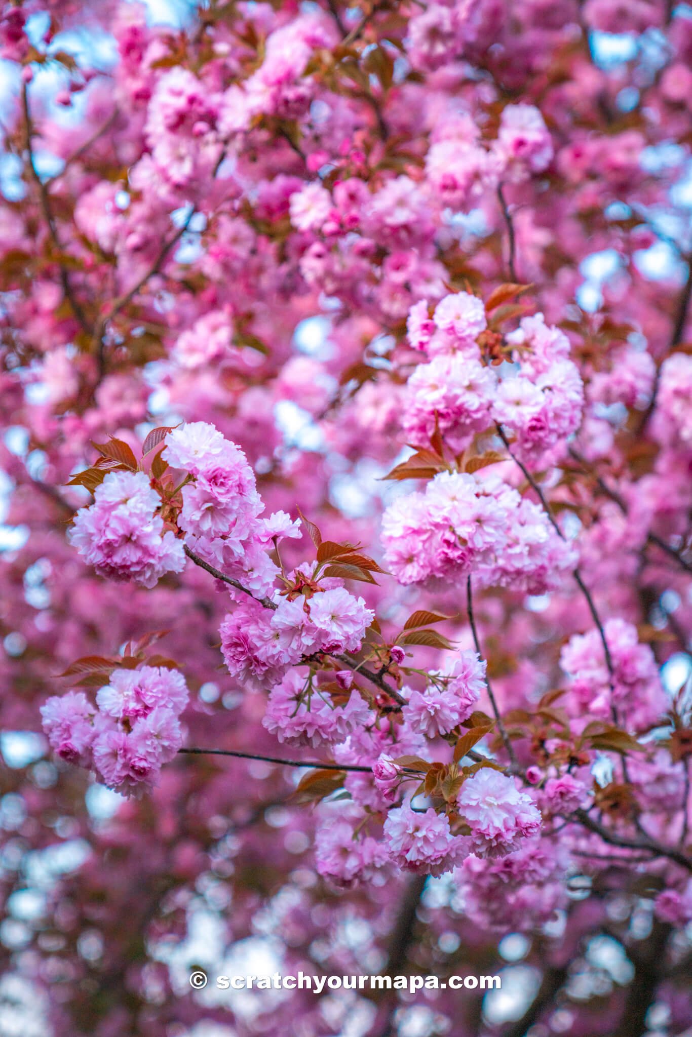 cherry blossoms in New York