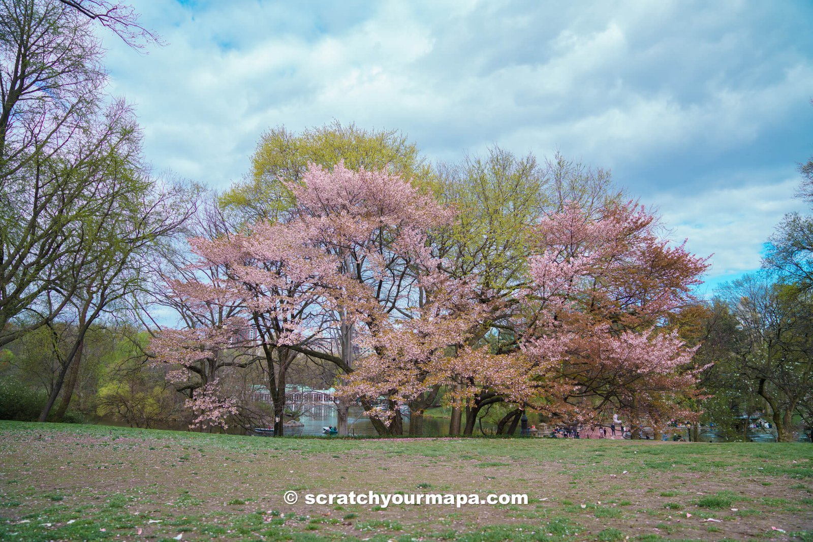 Central Park, best places to see cherry blossoms in NYC