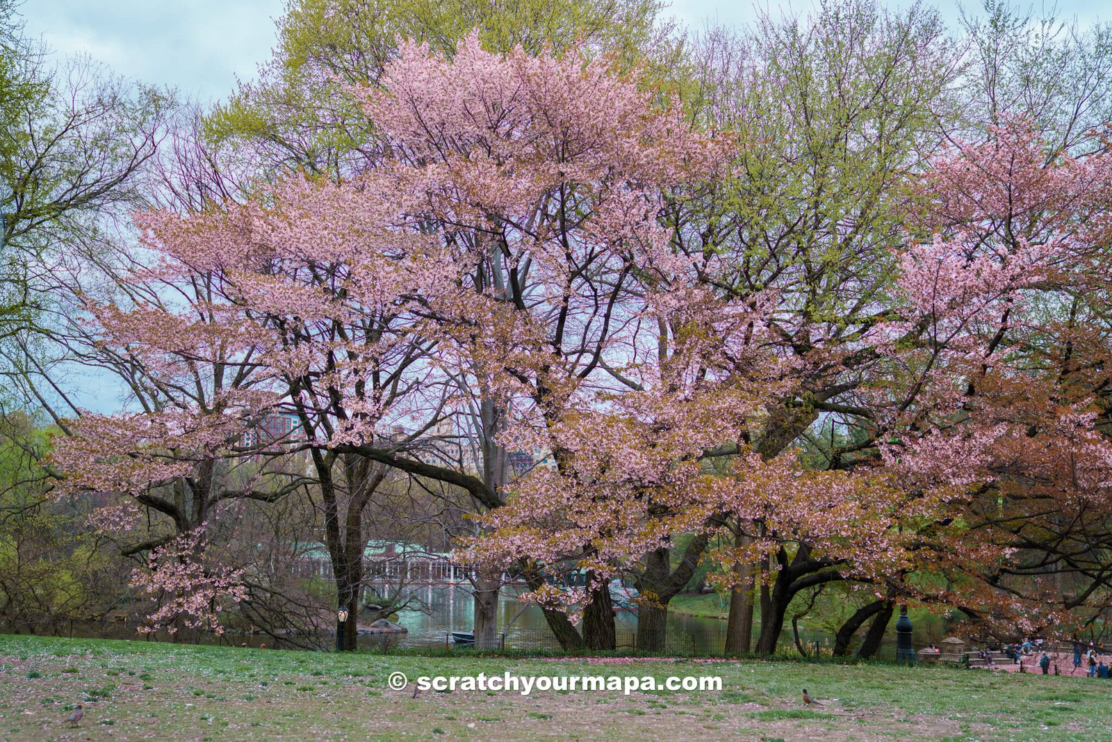 Magnolias at Central Park in NYC