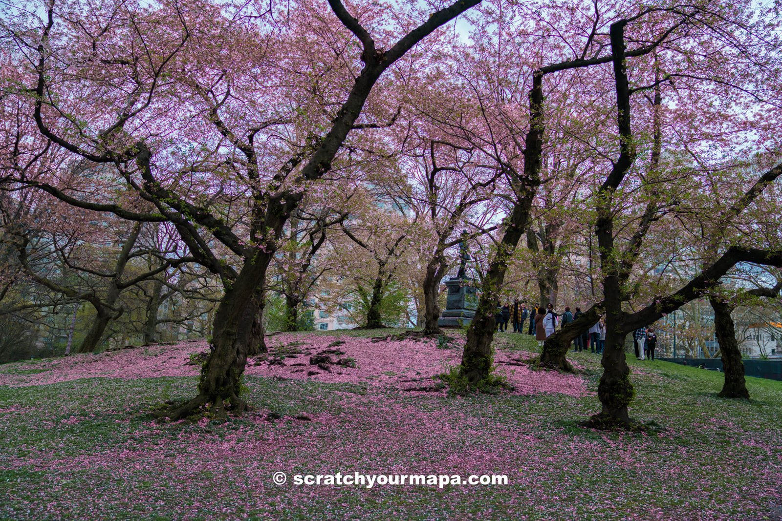 best places to see cherry blossoms in NYC