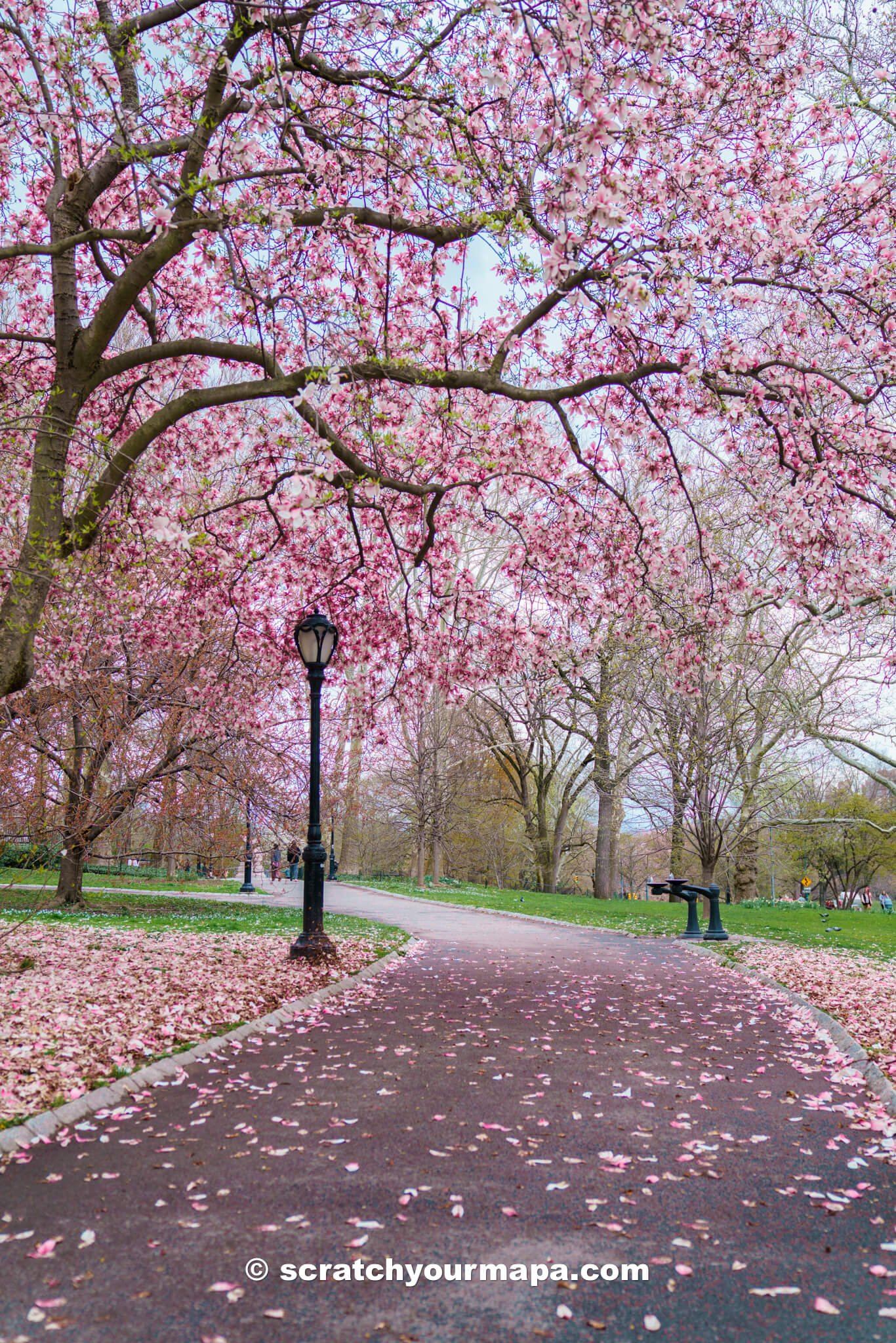 best places to see cherry blossoms in NYC