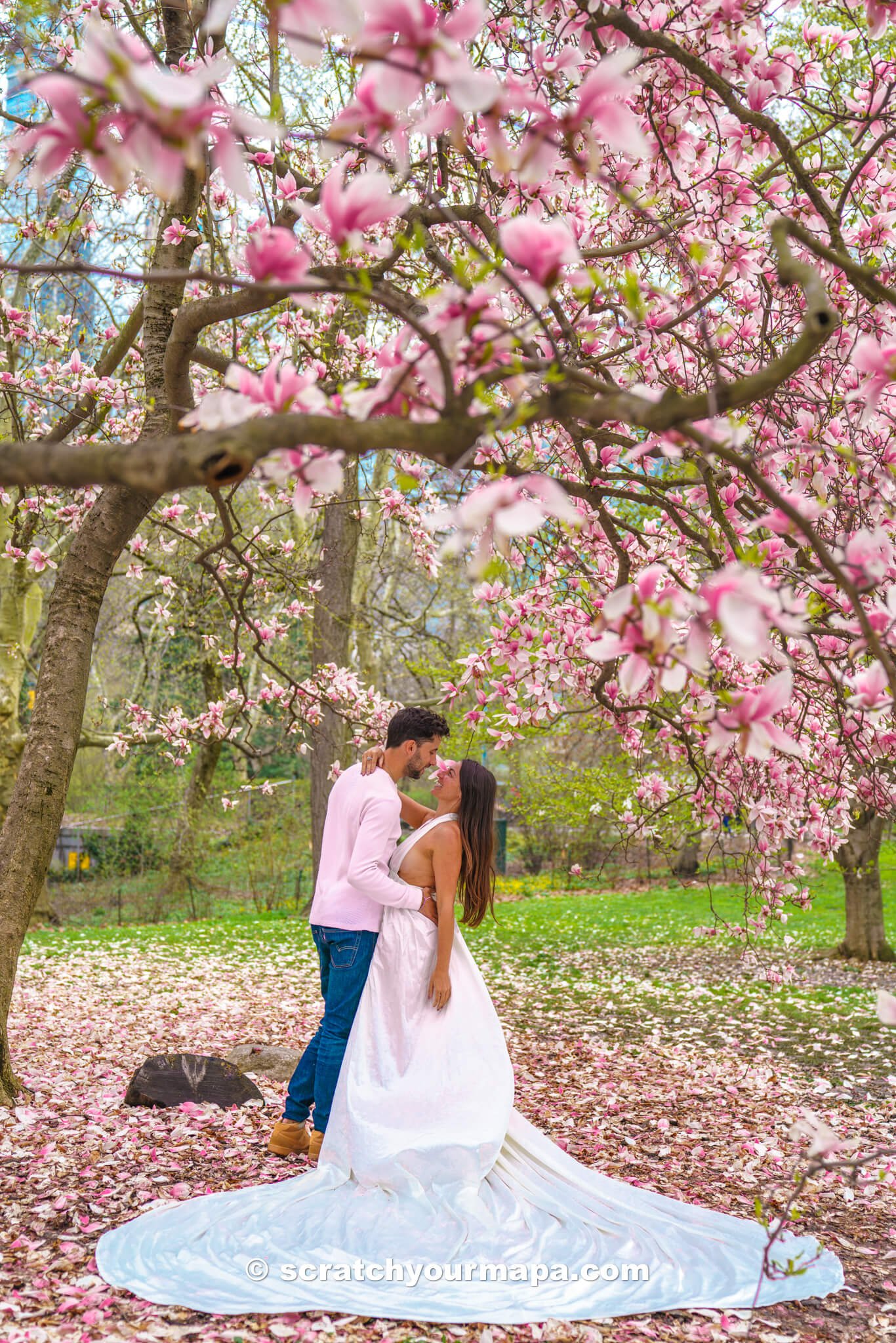 Magnolias at Central Park in NYC