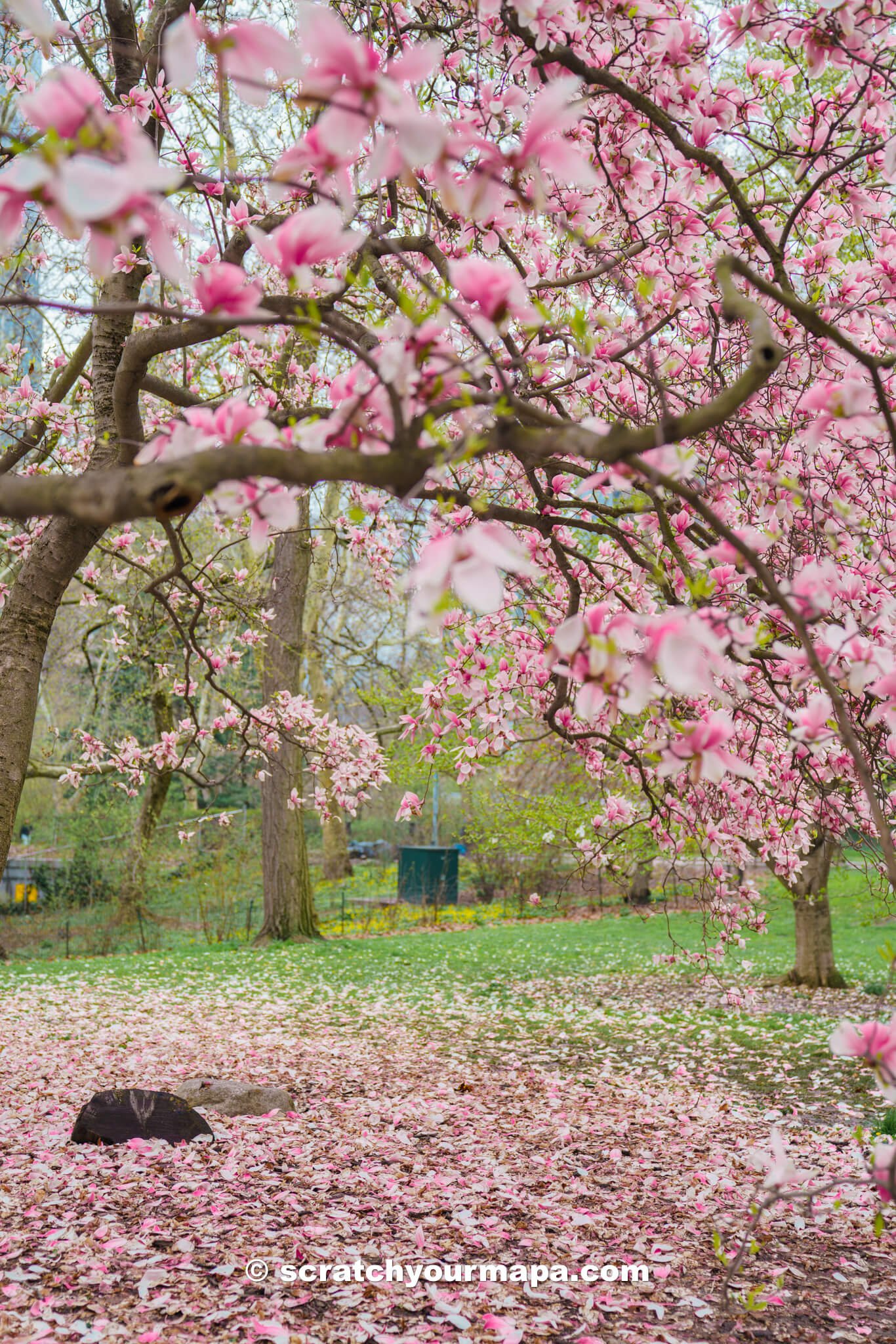 best places to see cherry blossoms in NYC