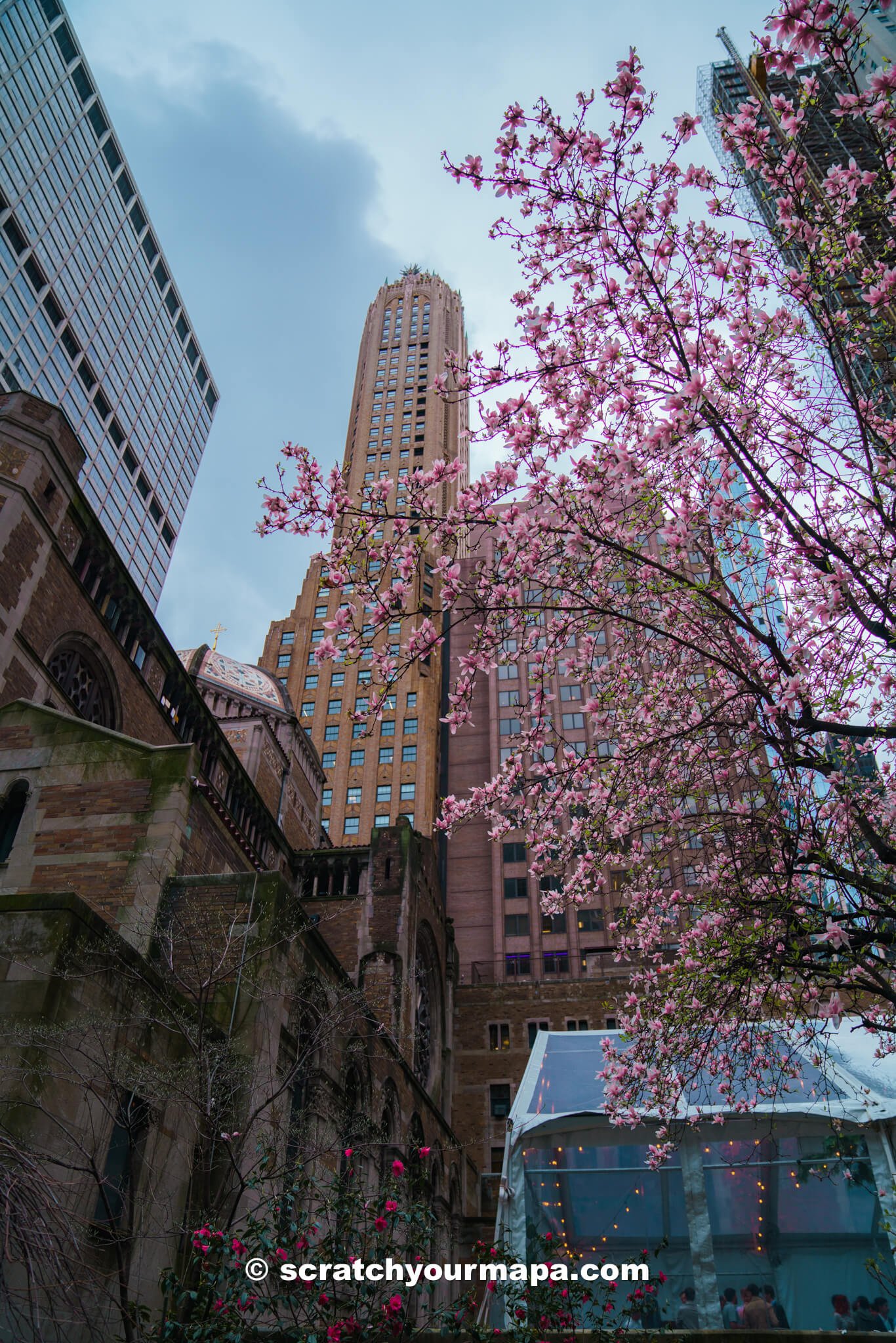 best places to see cherry blossoms in NYC