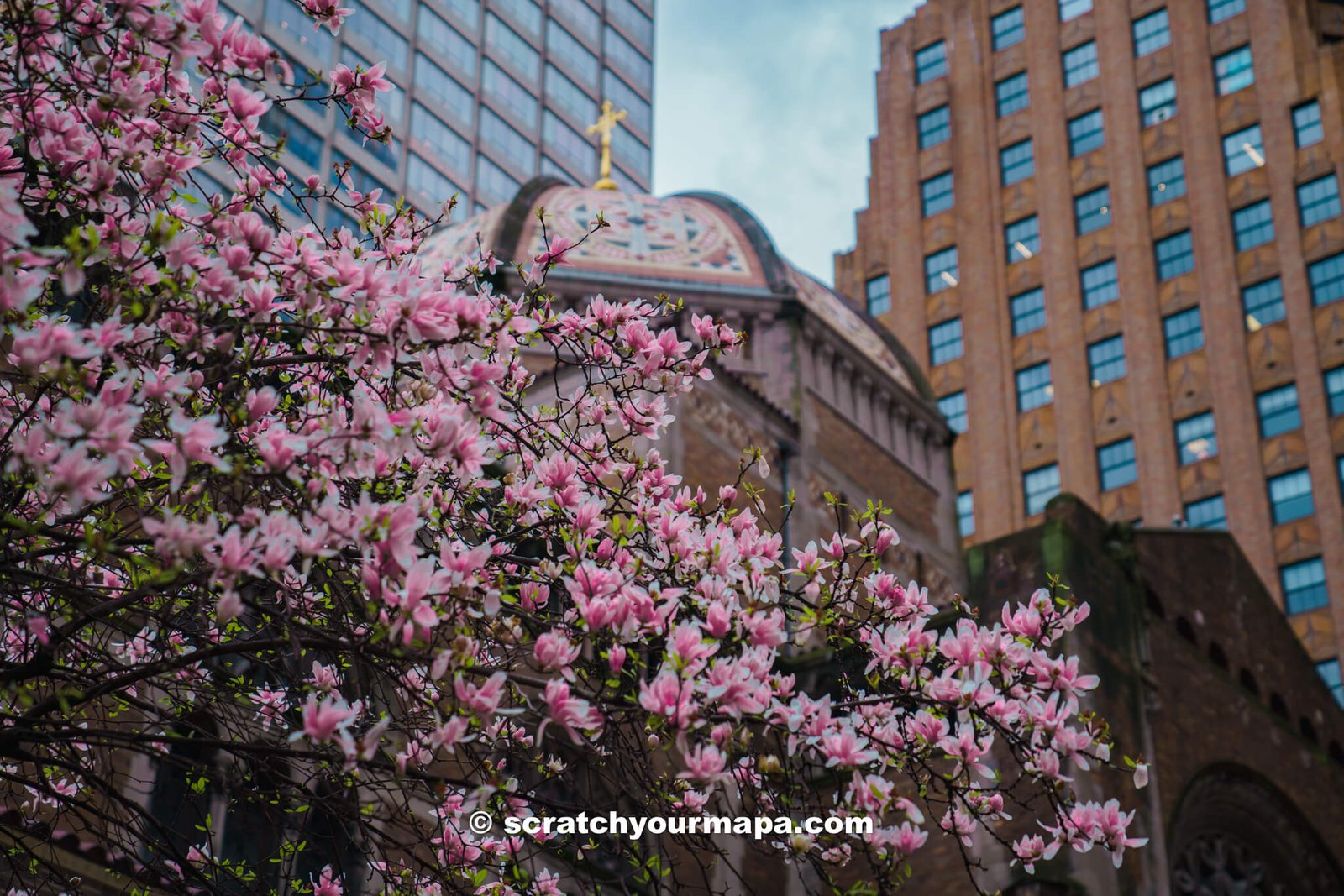 best places to see cherry blossoms in NYC