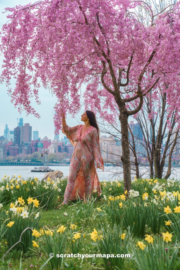 experiencing the cherry blossoms in New York - things to do in NYC in Spring