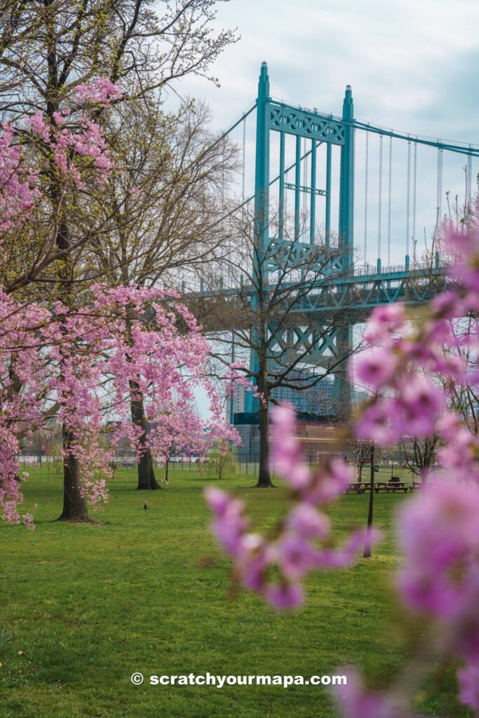 experience the cherry blossoms at Roosevelt Island - things to do in NYC in spring