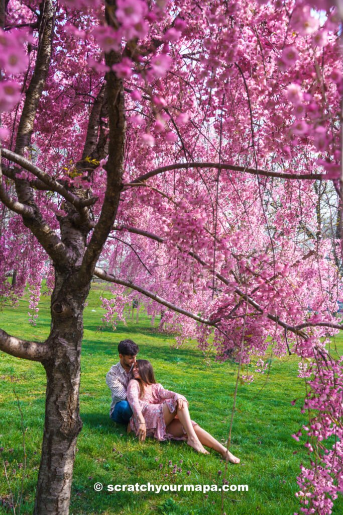 experience the cherry blossoms at Roosevelt Island - things to do in NYC in spring