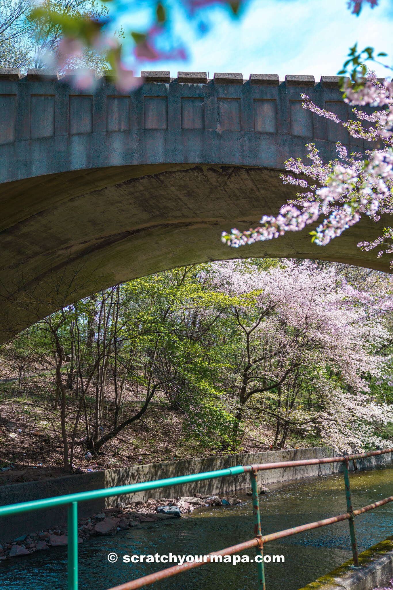 events at the Branch Brook Park Cherry Blossom Festival in Newark, New Jersey