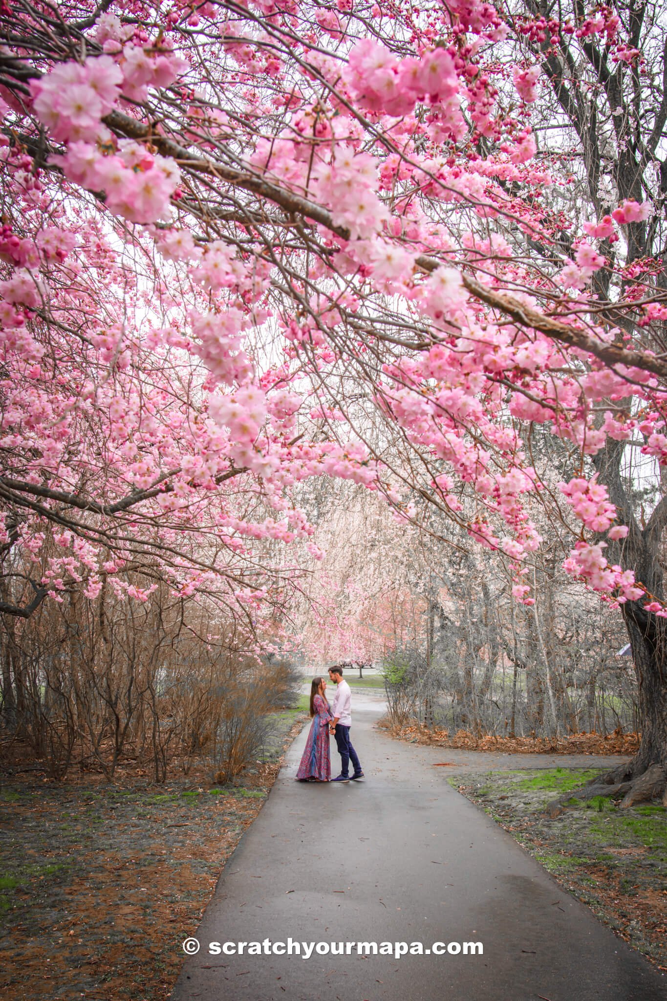 Branch Brook Park, best places to see cherry blossoms in NYC & NJ