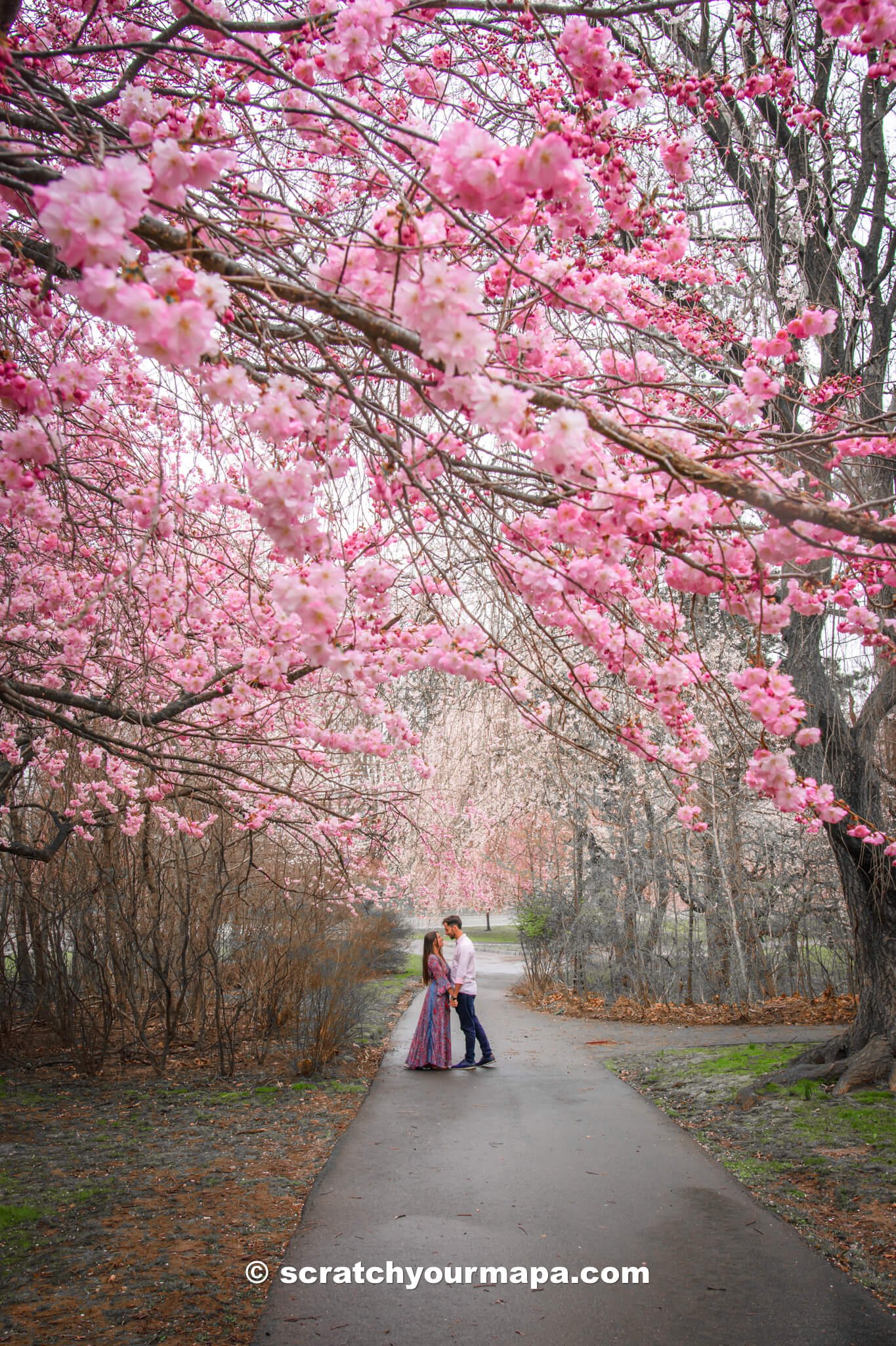 Cherry Blossom Festival at Branch Brook Park in Newark, New Jersey