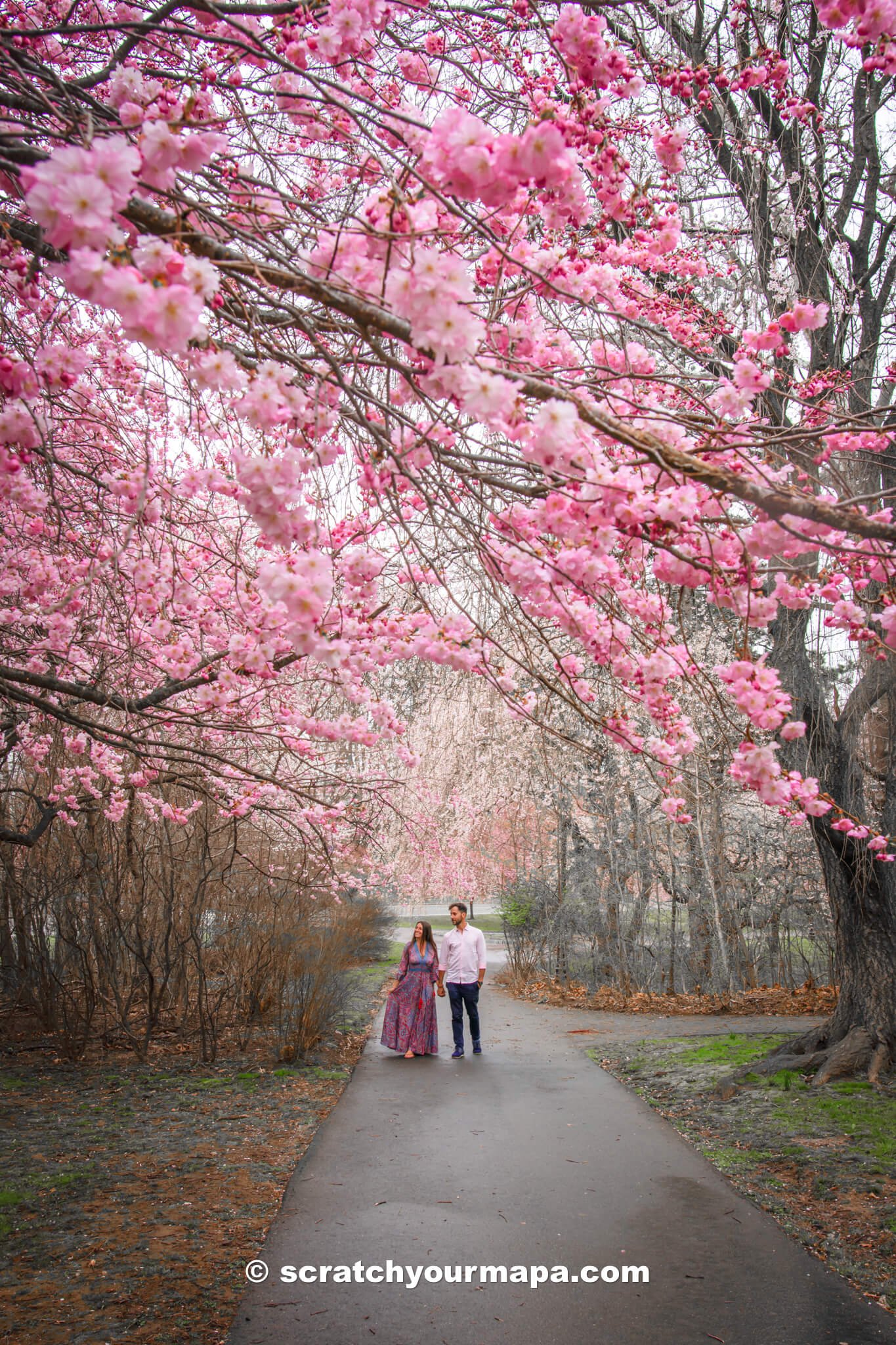 beautiful pink trees at the Branch Brook Cherry Blossom Festival