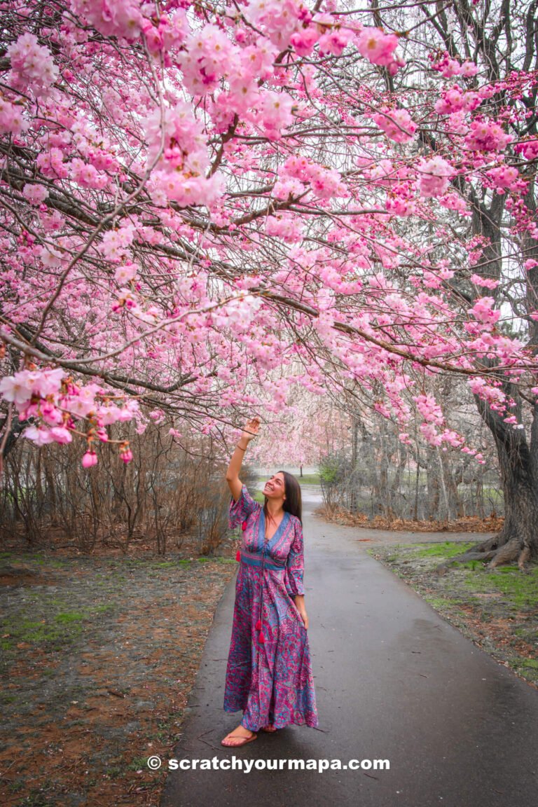 Branch Brook Park Cherry Blossom Festival in New Jersey