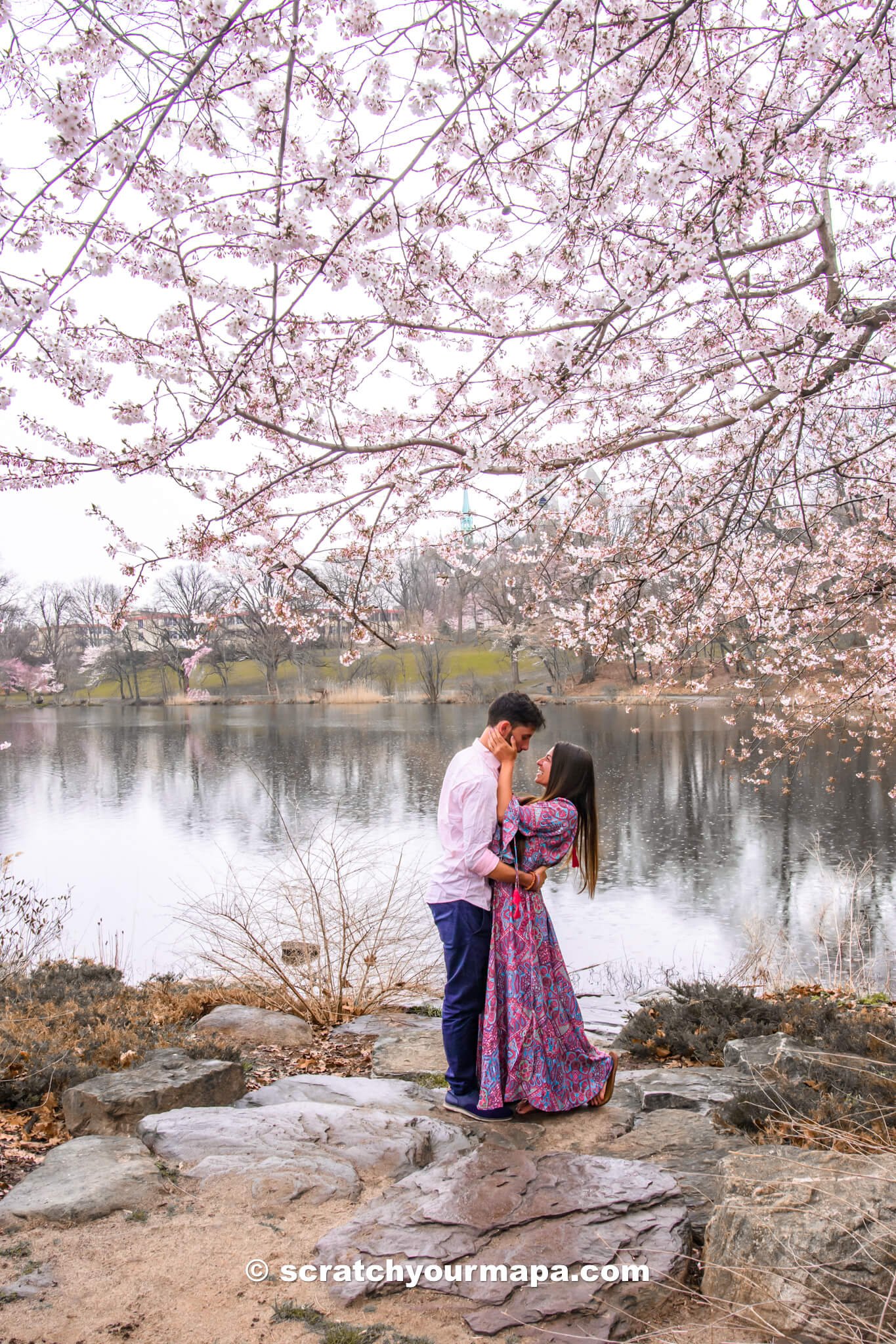 best places to see cherry blossoms in NYC