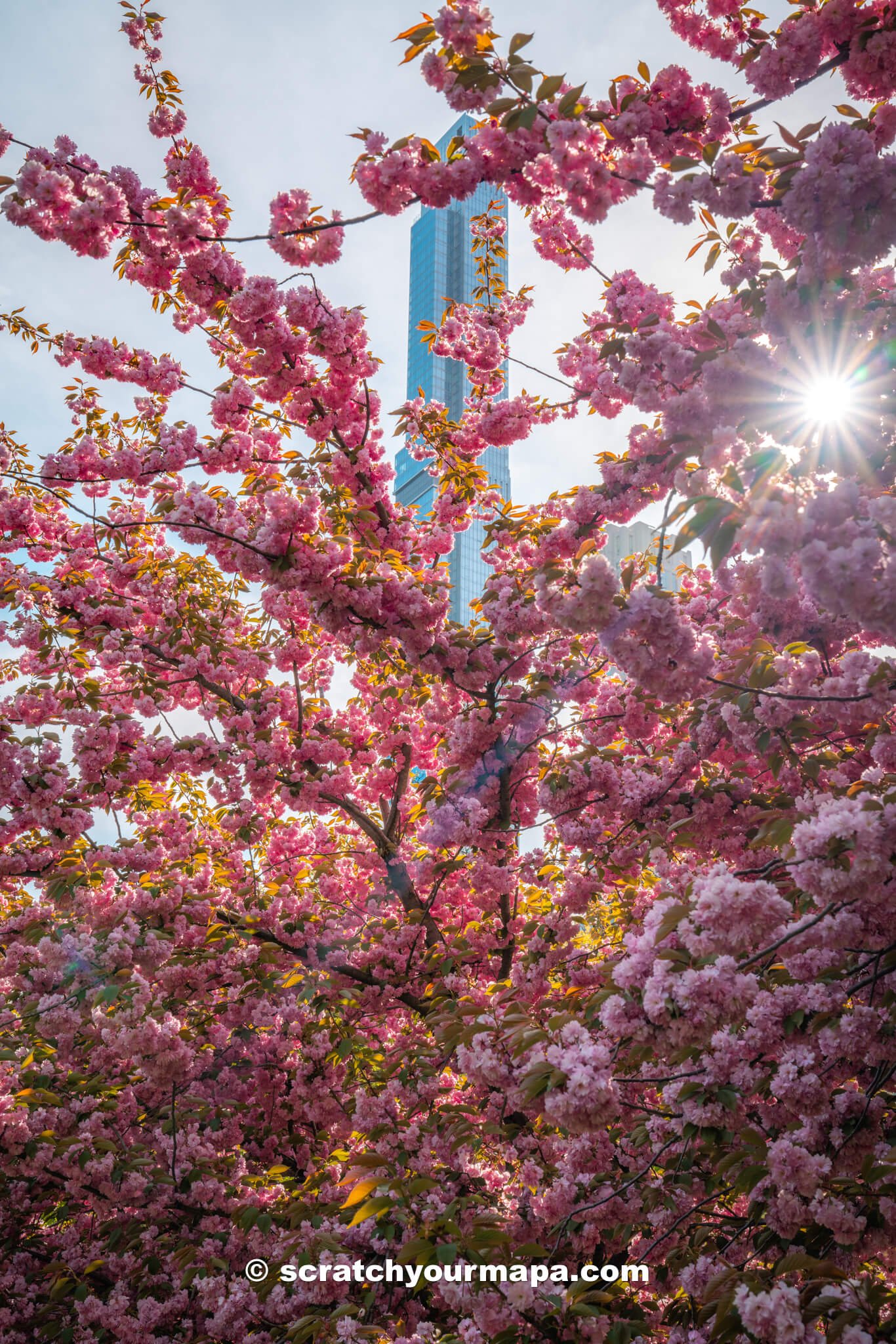 best places to see cherry blossoms in NYC