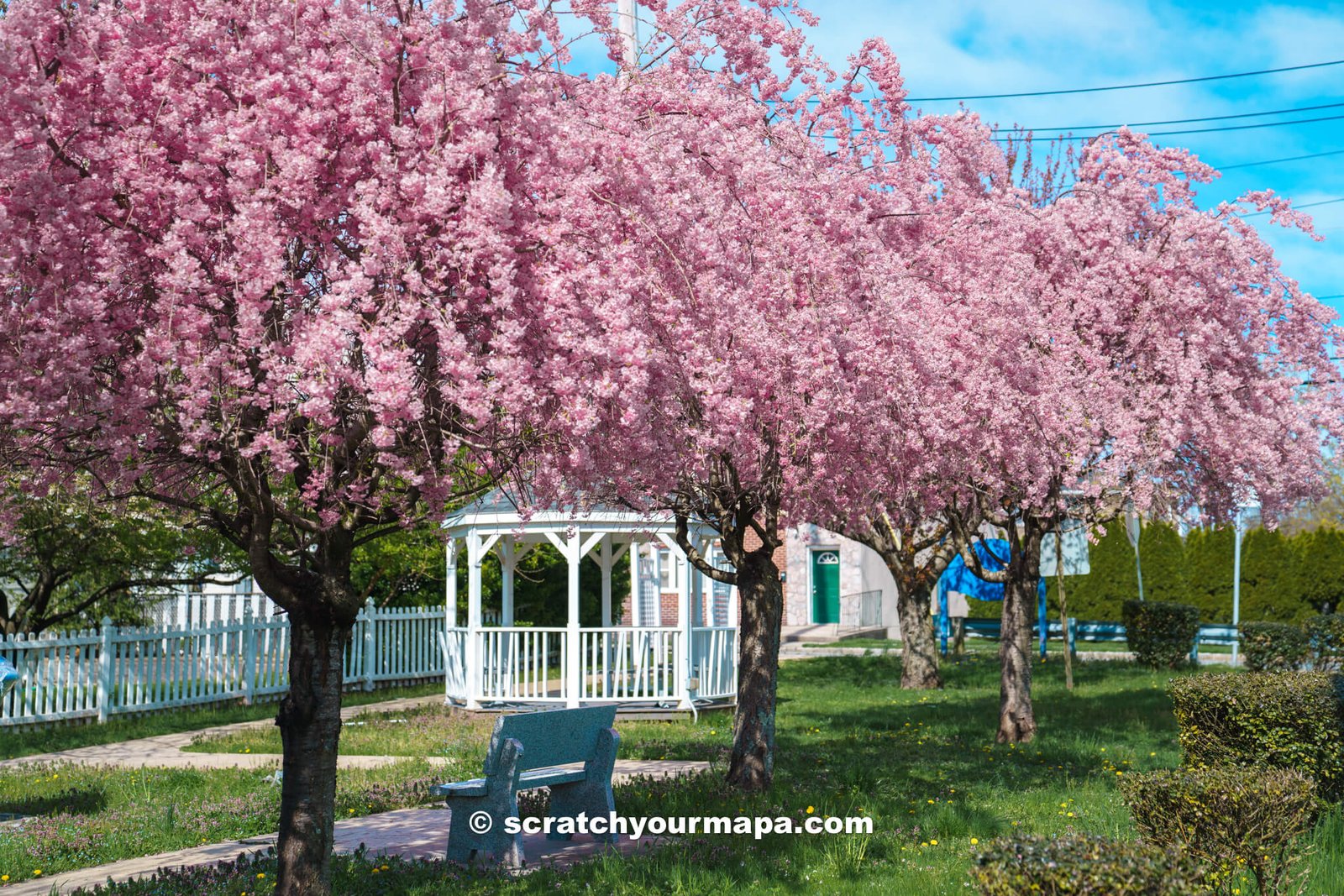 beautiful pink trees in Newark