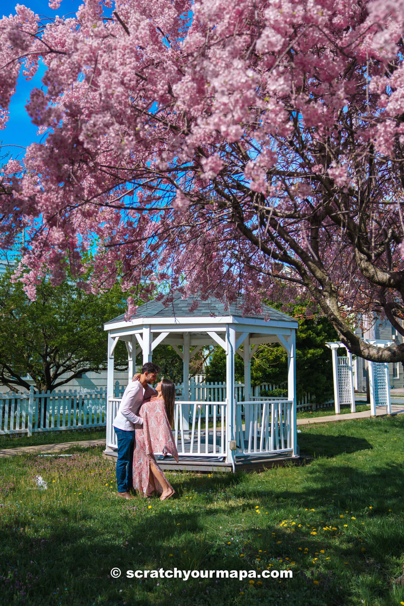 pink cherry blossom tress in Newark, New Jersey