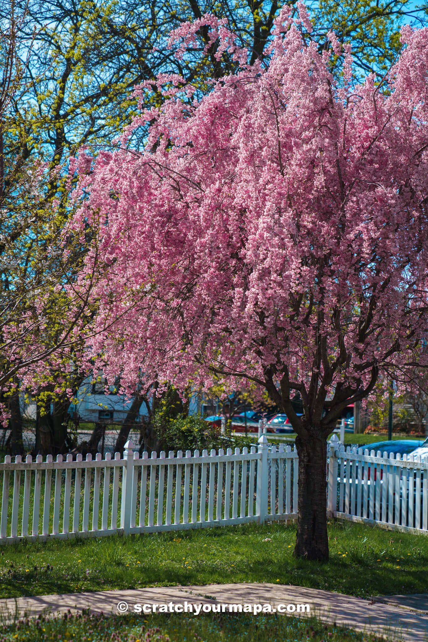 pink cherry blossom tress in Newark, New Jersey