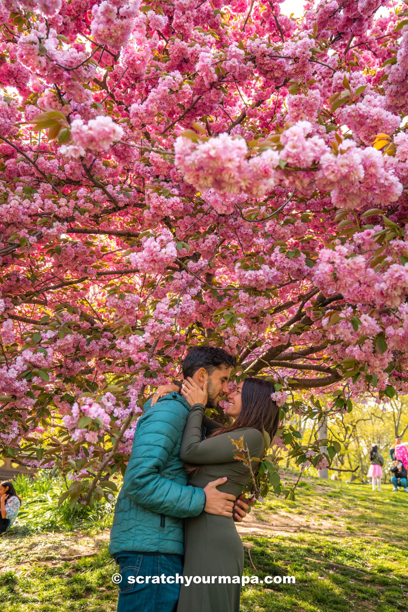 Great Lawn,  Bridle path, best places to see cherry blossoms in NYC