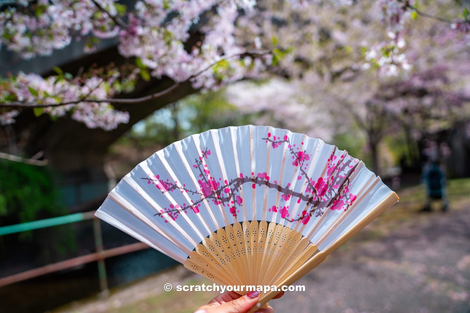 Is the Branch Brook Park Cherry Blossom Festival in Newark worth it?