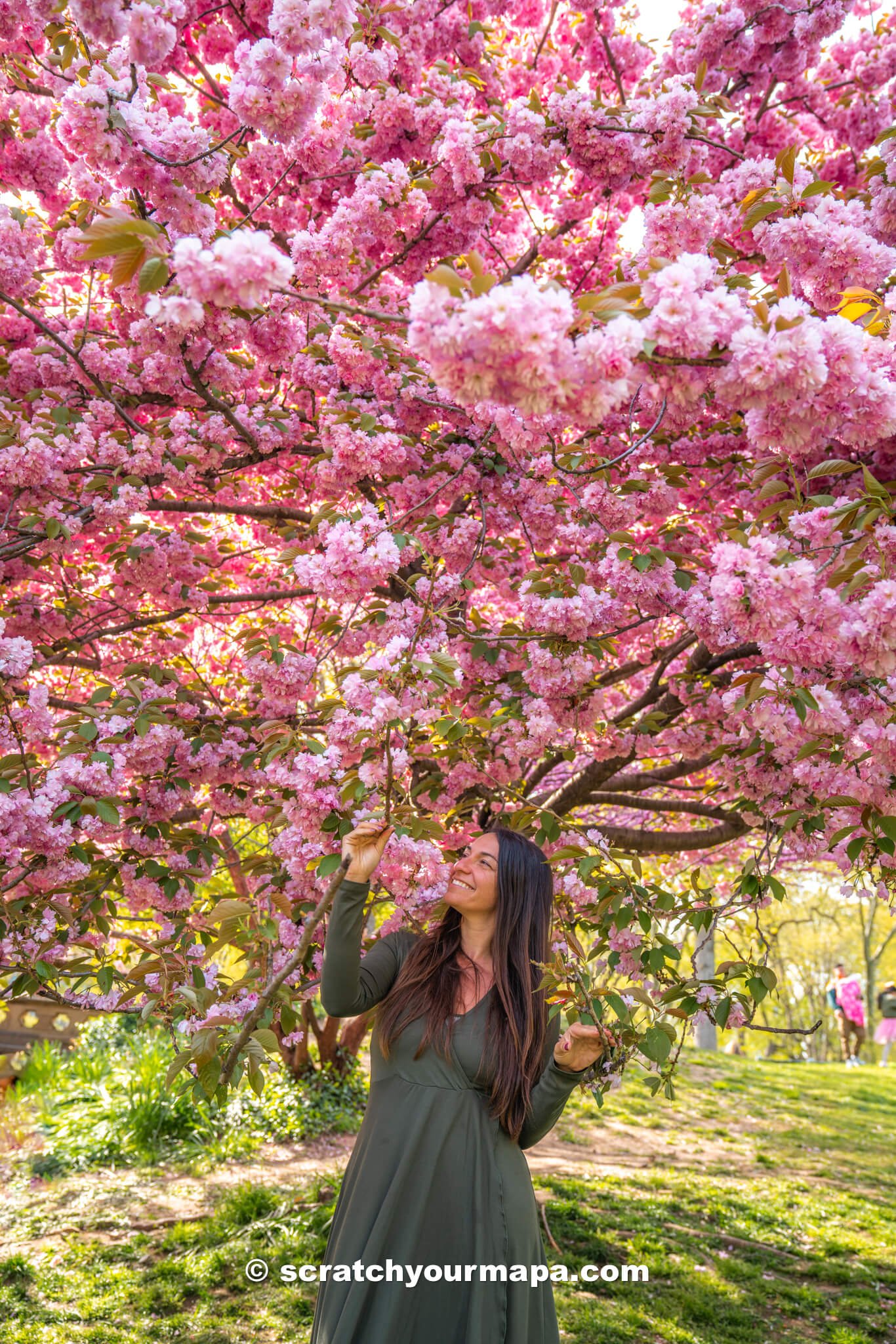 best places to see cherry blossoms in NYC