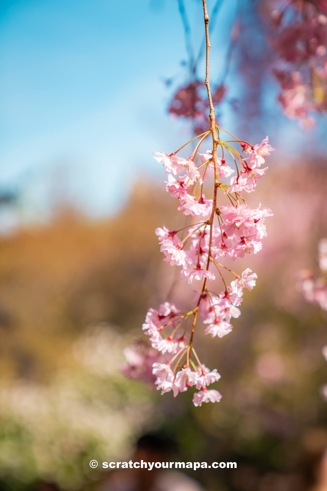 Is the Branch Brook Park Cherry Blossom Festival in Newark worth it?