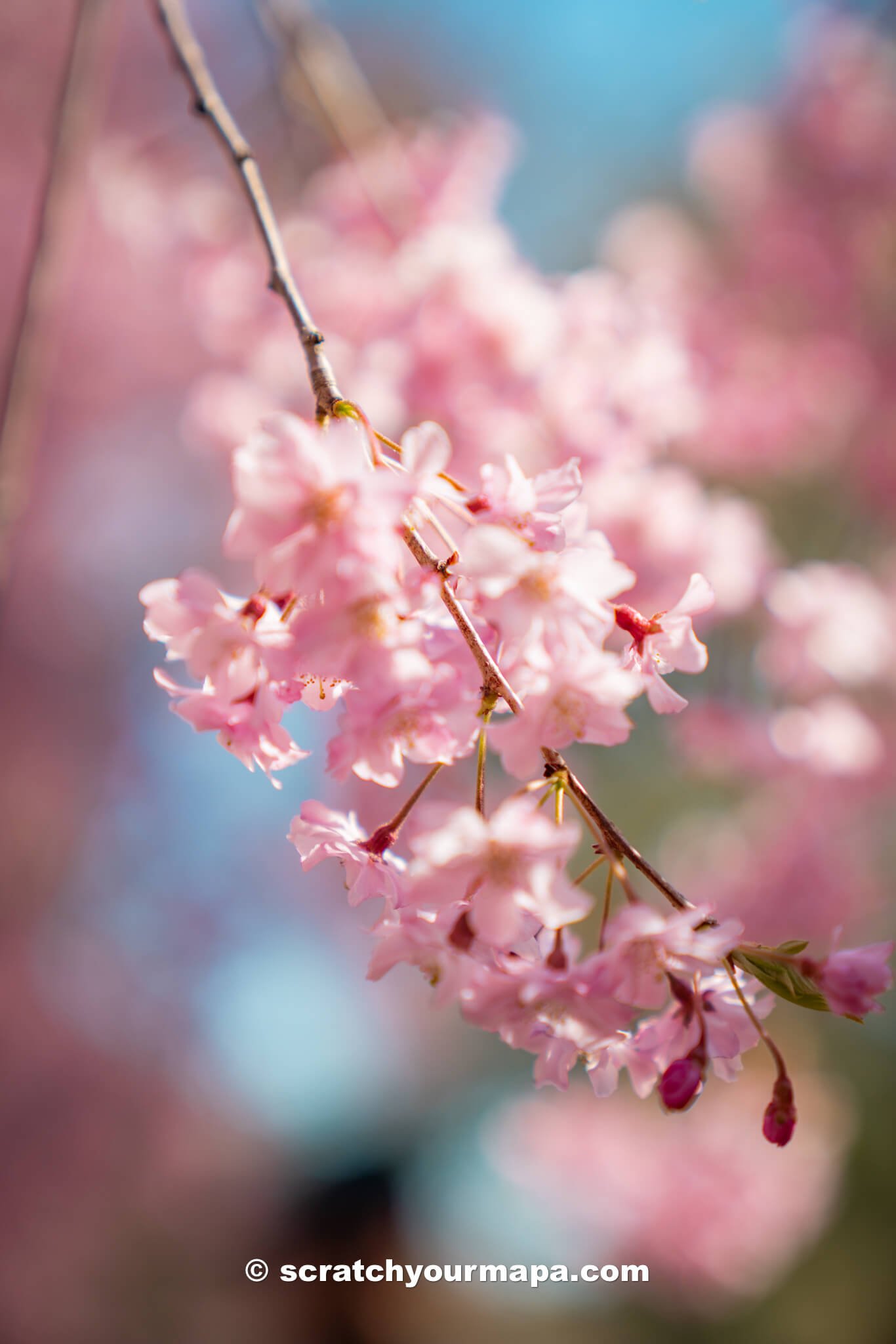 Is the Branch Brook Park Cherry Blossom Festival in Newark worth it?