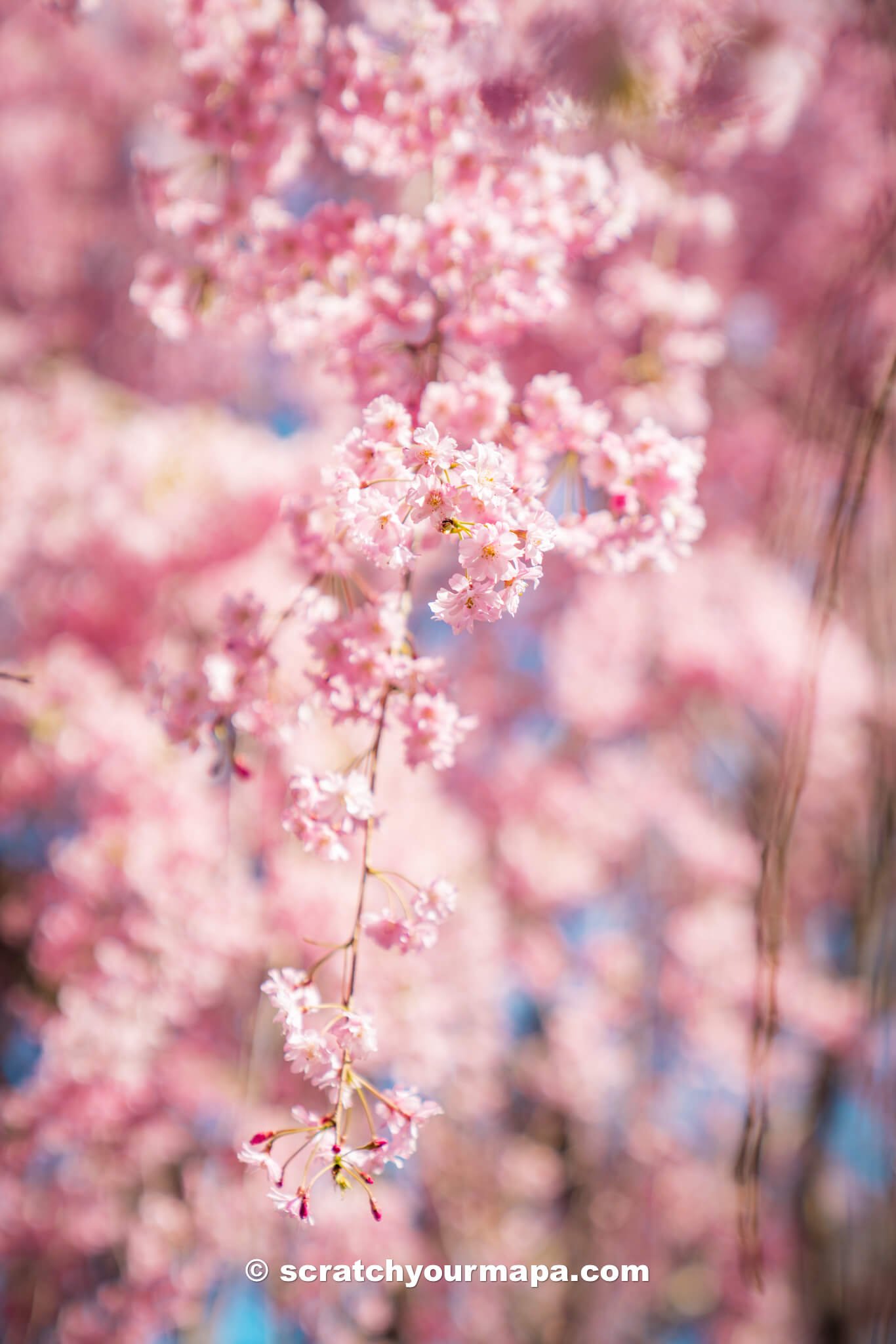 Is the Branch Brook Park Cherry Blossom Festival in Newark worth it?