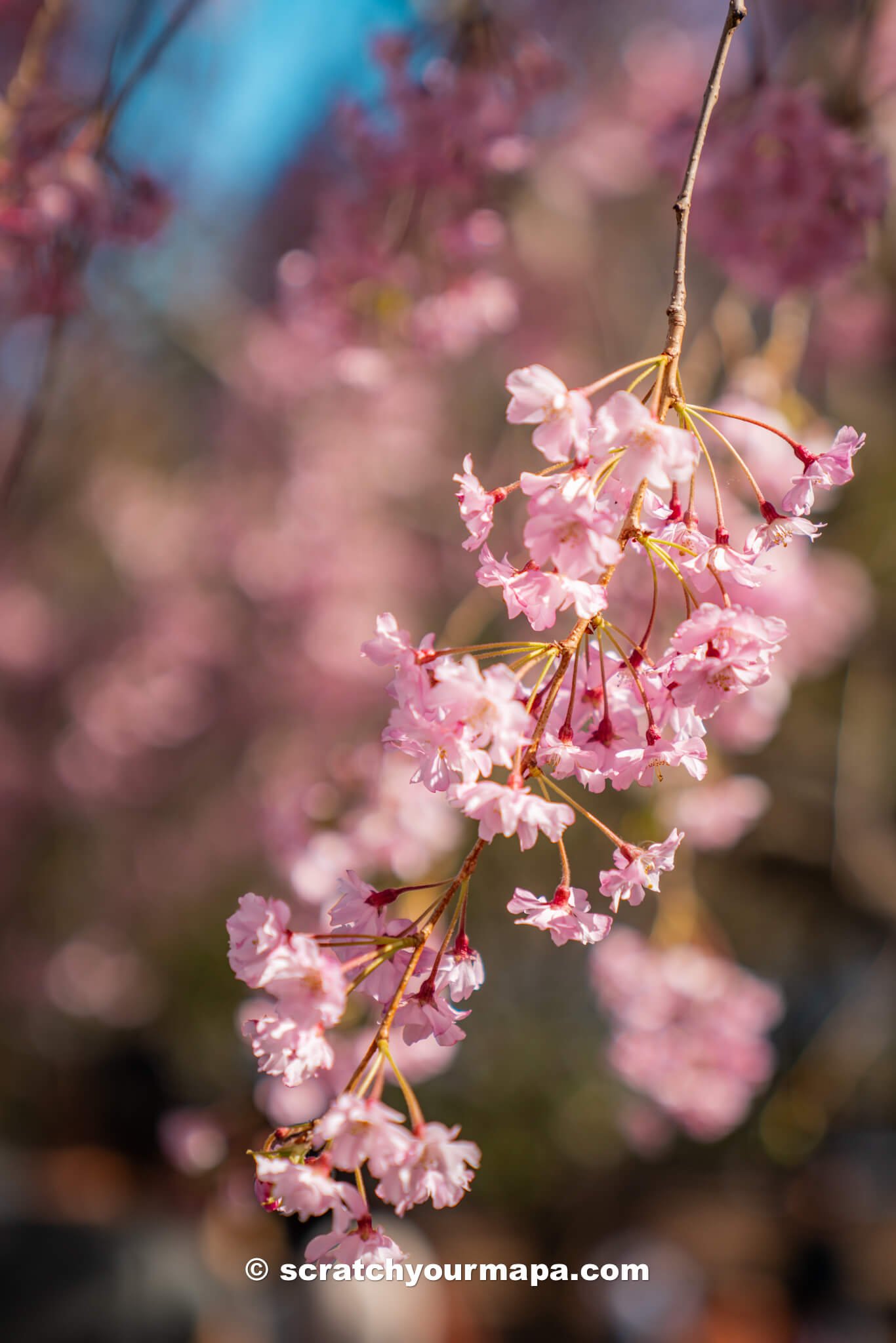 Is the Branch Brook Park Cherry Blossom Festival in Newark worth it?