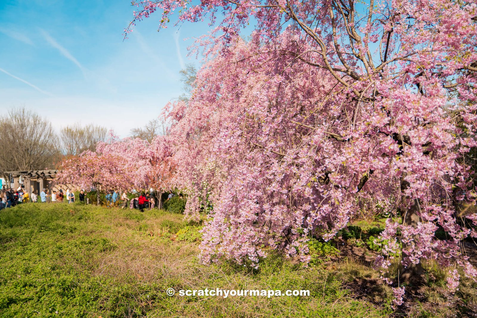 beautiful pink trees at the Branch Brook Cherry Blossom Festival